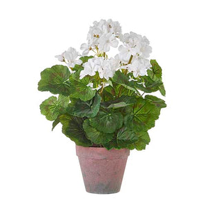 17" Potted White Geranium