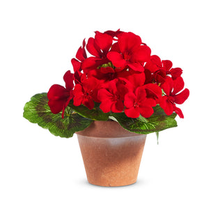 7.5" Potted Miniature Red Geranium