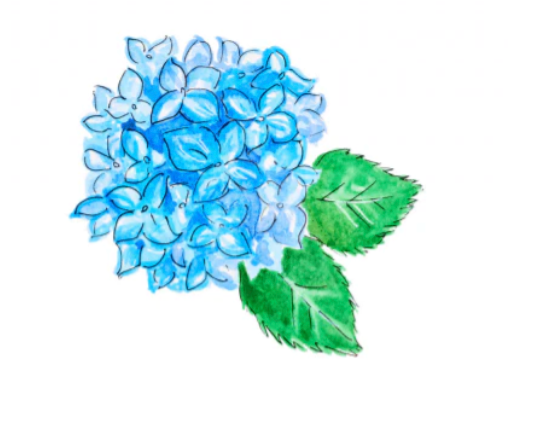 Hydrangea Gift Enc.-Box