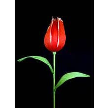 Giant Tulip Red