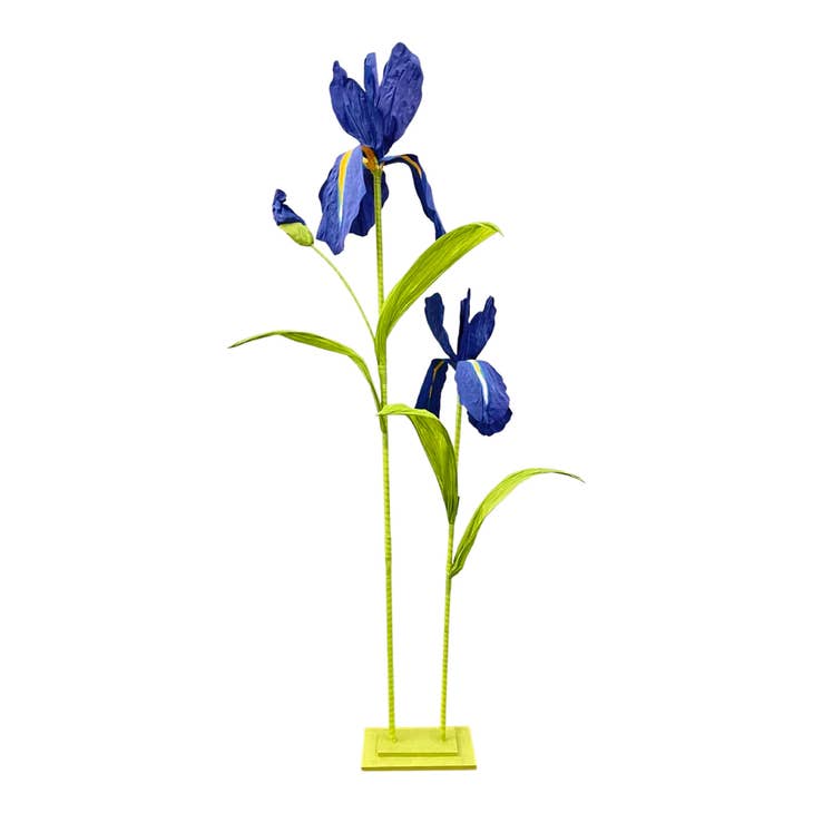 Giant Iris x2 Blue w/Std