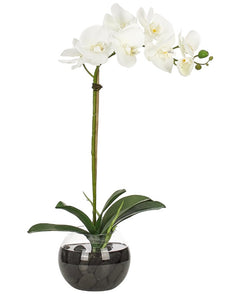 Orchid Phalaenopsis, White, Glass Bubble 24"