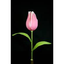 Giant Tulip Pink