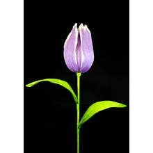 Giant Tulip Lavender