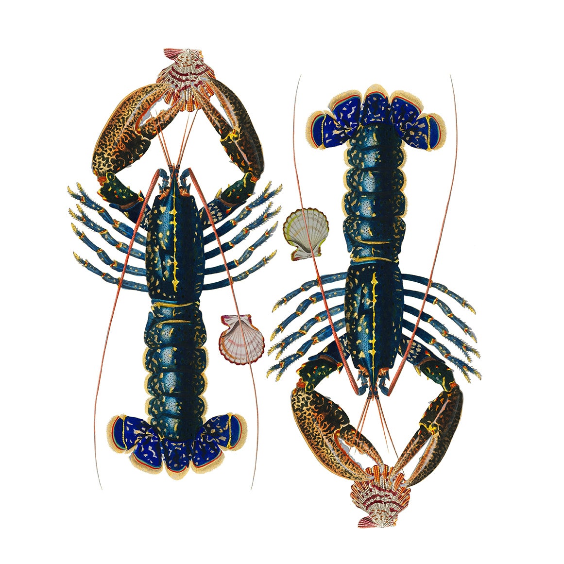 Lobster Seeing Double Acrylic Square Tray