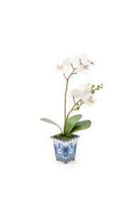 Royal Toile Potted Orchid- Small