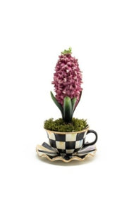 Teacup Hyacinth