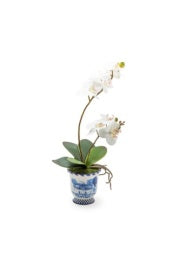 Royal Toile Potted Orchid- Medium