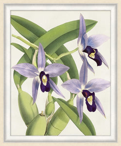 Orchid 2
